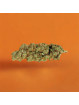 Fleurs de CBD - L'Amnesia Indoor  CBD