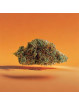 Fleur de CBD - La Tangerine G13  CBD