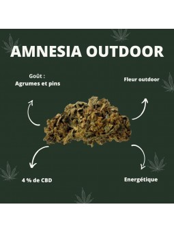 Fleurs de CBD - L'Amnesia outdoor  CBD