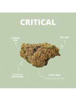 Fleur de CBD - La Critical  CBD