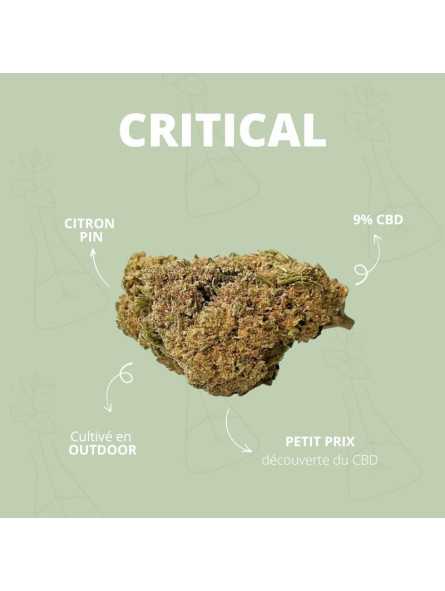 Fleur de CBD - La Critical-V1  CBD