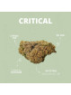 Fleur de CBD - La Critical-V1  CBD