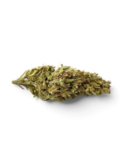 Fleur de CBD - Maison LLDB n7 - La Bonheur