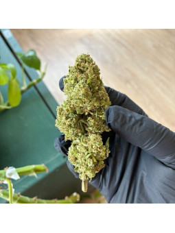 La Sauvage – Fleur de CBD Greenhouse Maison LLDB