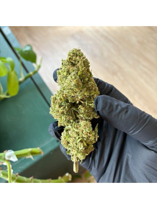 La Sauvage – Fleur de CBD Greenhouse Maison LLDB