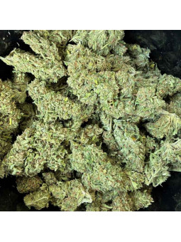 La Sauvage – Fleur de CBD Greenhouse Maison LLDB