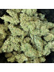 La Sauvage – Fleur de CBD Greenhouse Maison LLDB