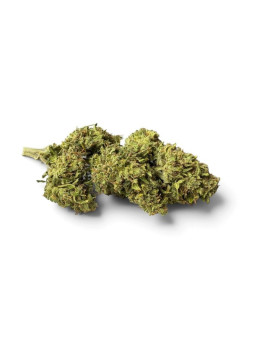 La Sauvage – Fleur de CBD Greenhouse Maison LLDB