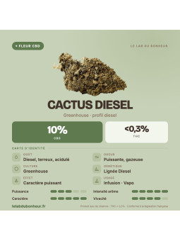 Fleur de CBD Cactus Diesel greenhouse, profil diesel, 10 % de CBD