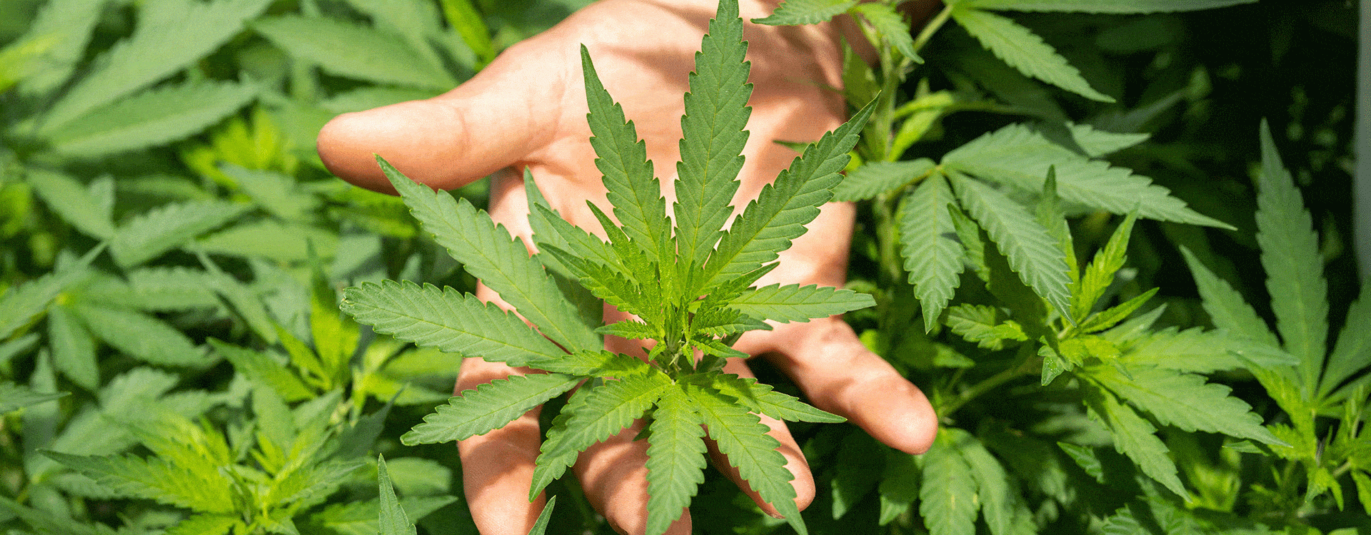 Le cannabis et le CBD