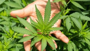 Comprendre le CBD et les cannabinoïdes