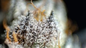 Hash & extraction