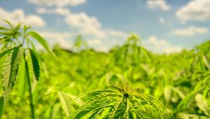 Variétés & culture du cannabis