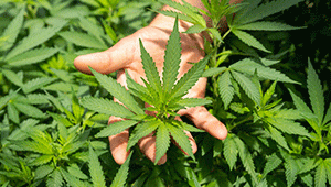 Le cannabis et le CBD