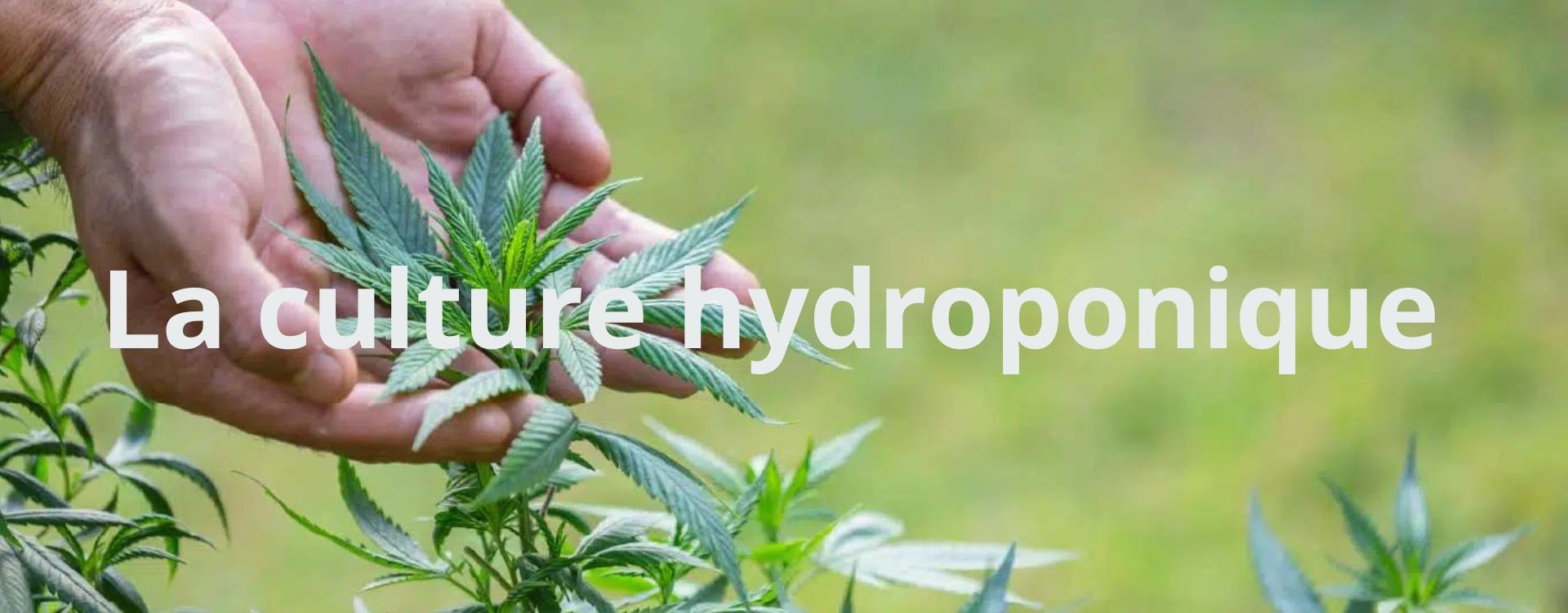 Culture De Cannabis Hydroponique.système De Culture Hydroponique