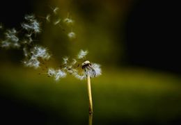 CBD et allergies saisonnières : que dit la science en 2026 ?