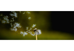 CBD et allergies saisonnières : que dit la science en 2026 ?