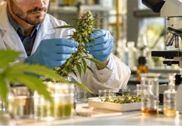 CBD synthétique : ce que change l'avis de l'EFSA en 2026