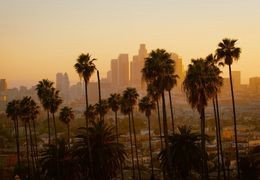 Fleurs CBD Cali : histoire et secrets d'une culture d'exception