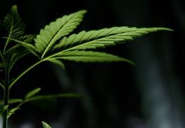 Le guide complet des différents cannabinoïdes du cannabis