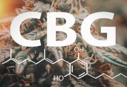 Le CBG : les bienfaits du cannabigerol dans une pratique sportive