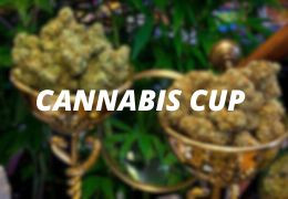 Les différentes Cannabis Cups à travers le monde: découvrez ces événements clés du CBD