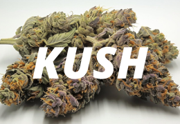 Kush : pourquoi cette variété est-elle incontournable ?