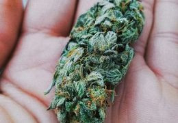 La Skunk : histoire et secrets de la variété mère du cannabis moderne