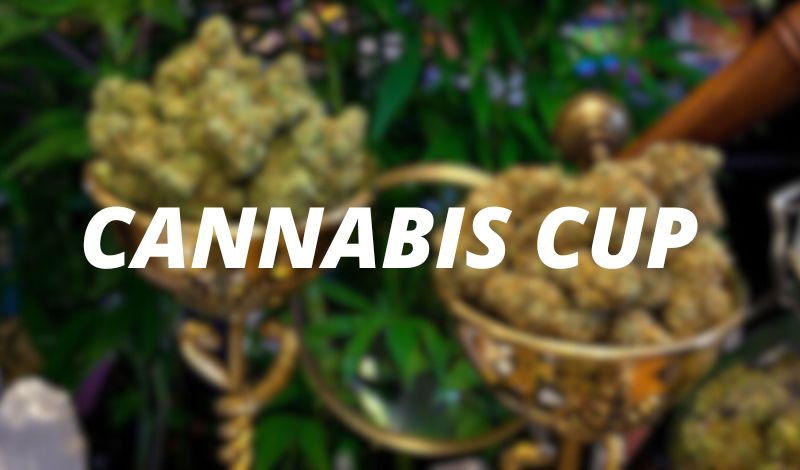 Les différentes Cannabis Cups à travers le monde: découvrez ces événements clés du CBD