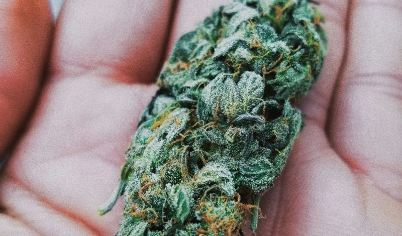 LA SKUNK : HISTOIRE ET SECRETS DE LA VARIÉTÉ MÈRE DU CANNABIS MODERNE